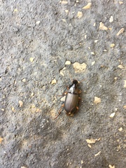 Carabidae