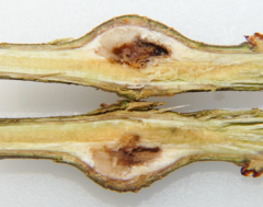 Zapatella quercusmedullae