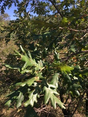 Quercus frainetto