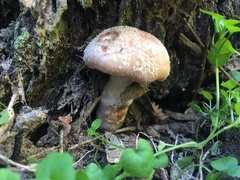 Armillaria gallica
