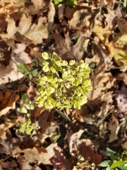 Angelica triquinata
