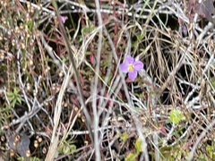 Rhexia mariana mariana