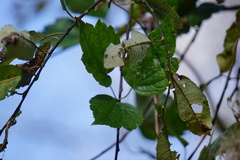 Clematis virginiana