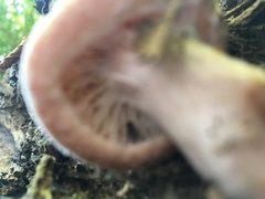 Armillaria gallica