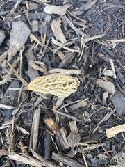 Morchella rufobrunnea