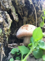 Armillaria gallica