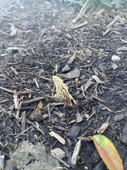 Morchella rufobrunnea