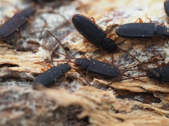 Uleiota planata