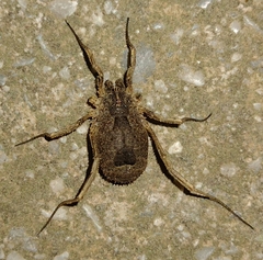 Lacinius horridus
