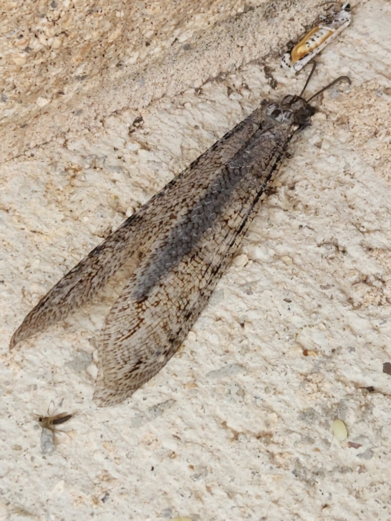 Vella fallax texana