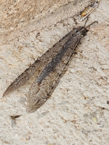 Vella fallax texana
