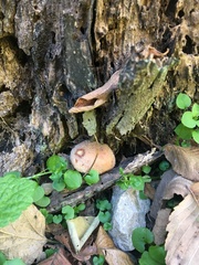 Armillaria gallica
