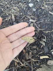 Morchella rufobrunnea
