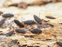 Uleiota planata