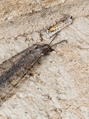 Vella fallax