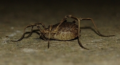 Lacinius horridus