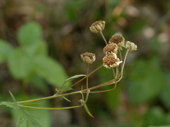 Tanacetum corymbosum