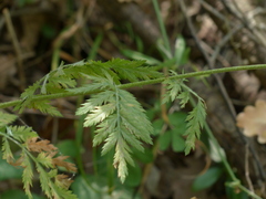 Tanacetum corymbosum