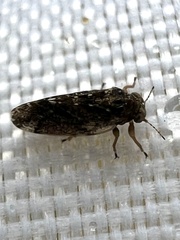 Pachypsylla celtidisvesicula