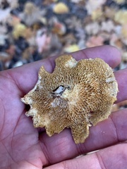 Neofavolus americanus