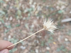 Bituminaria bituminosa