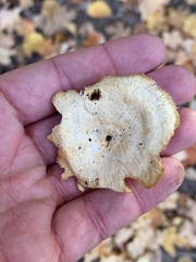 Neofavolus americanus