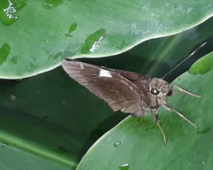 Notocrypta feisthamelii