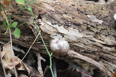 Reticularia splendens