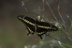 Heraclides ornythion