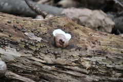 Reticularia splendens