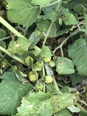 Physalis grisea