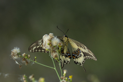 Heraclides ornythion