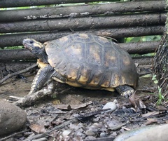 Chelonoidis denticulatus