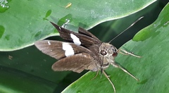 Notocrypta feisthamelii