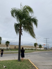 Arecoideae