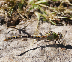 Ophiogomphus arizonicus