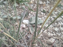 Bothriochloa ischaemum