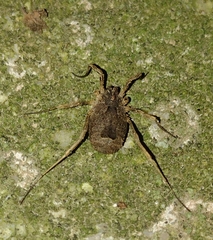 Lacinius horridus