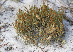 Selaginella arenicola