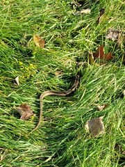 Thamnophis