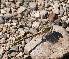Ophiogomphus arizonicus