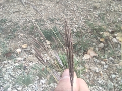 Bothriochloa ischaemum