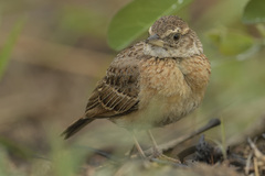 Mirafra rufocinnamomea