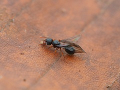 Myrmecina graminicola