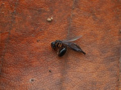 Myrmecina graminicola