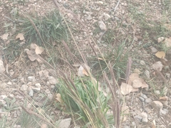 Bothriochloa ischaemum