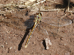 Ophiogomphus arizonicus