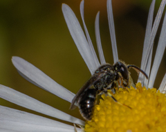 Hylaeus punctatus