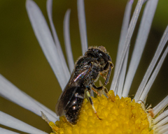 Hylaeus punctatus