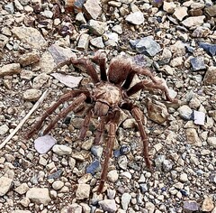 Aphonopelma eutylenum